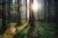 Sous-bois