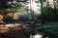 Sous-bois