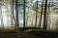 Sous-bois